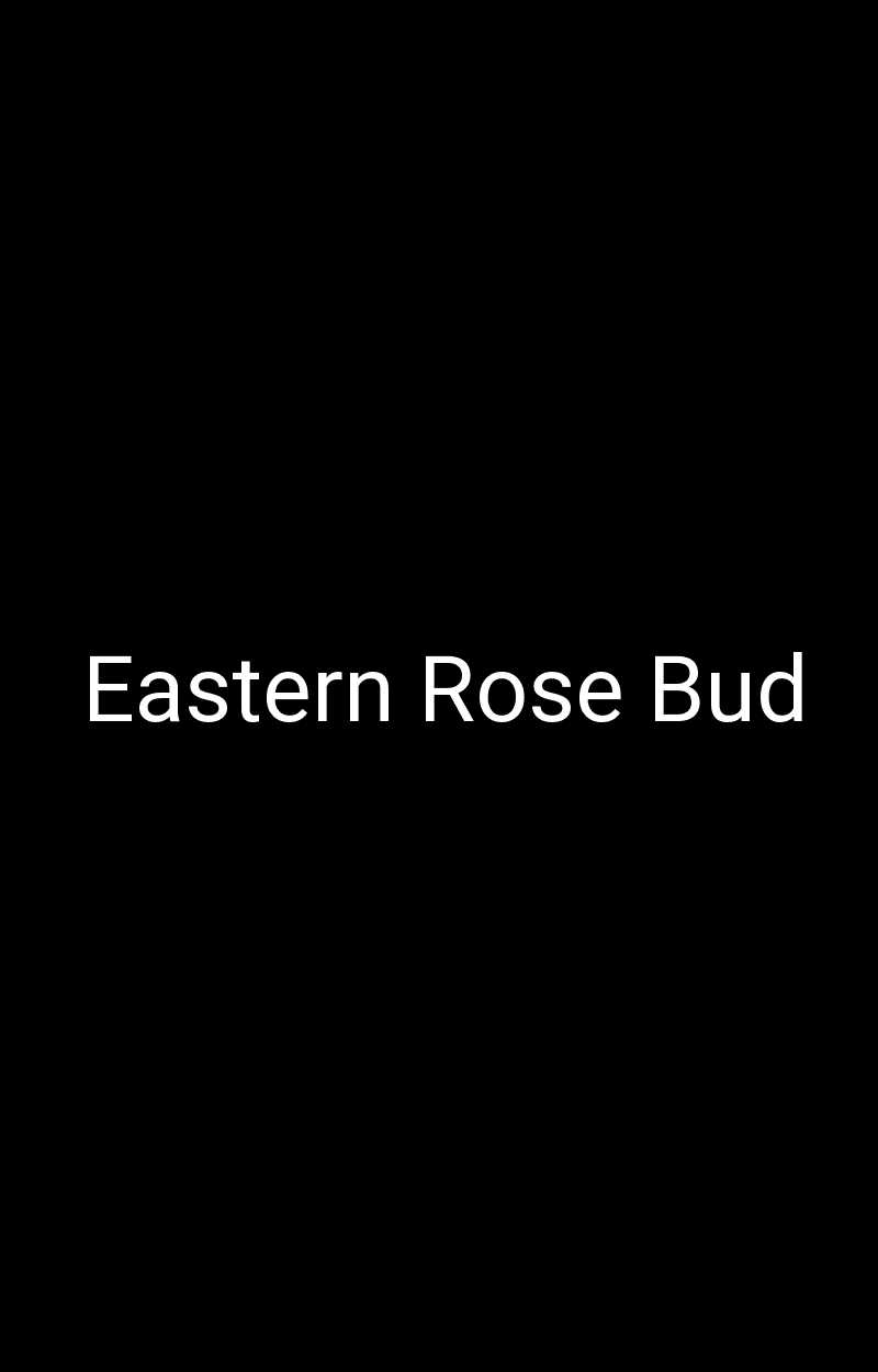 Eastern Rose Bud